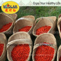 Ningxia Frutas Super Goji Berries secas (Lycium barbarum)